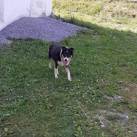 Stapfgut *